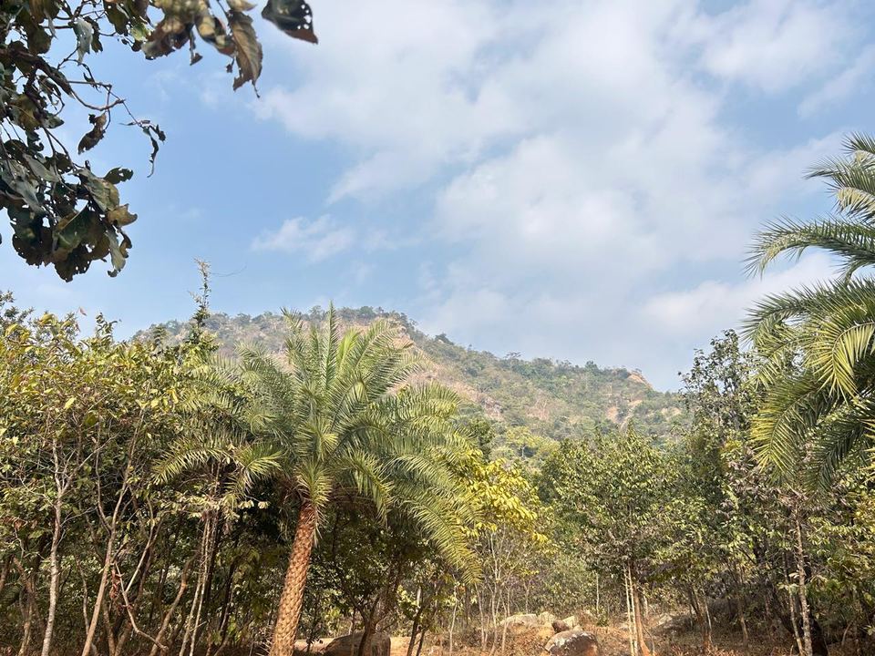 Ajodhya Hills view with palm trees near Chamtaburu Eco Village, Purulia